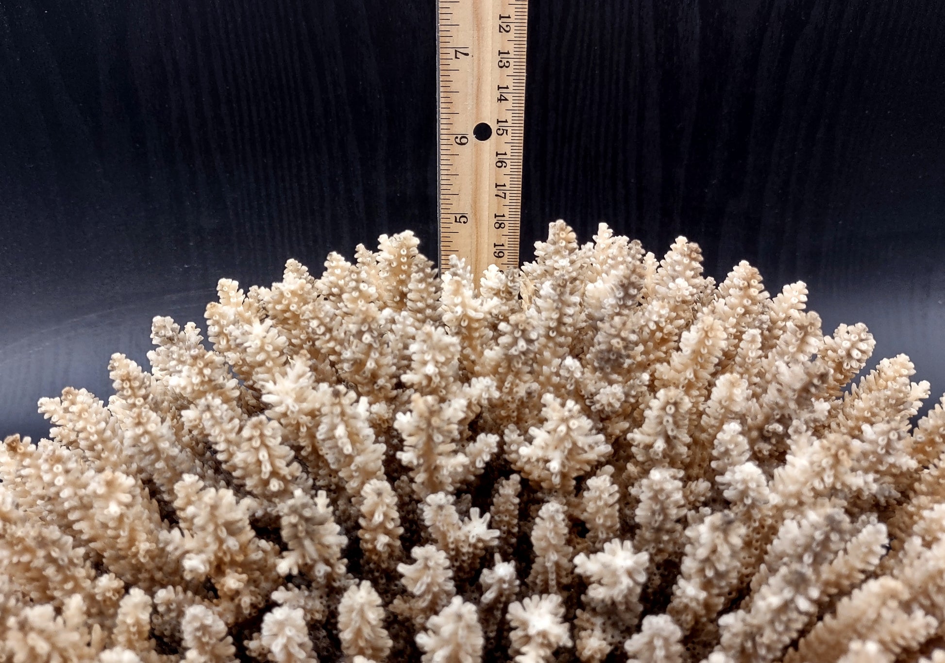 Image of Off White Natural Table Coral Large Cluster Acropora Latistella (1 coral approx. 12L x 6H x 11D inches) Copyright 2024 SeashellSupply.com