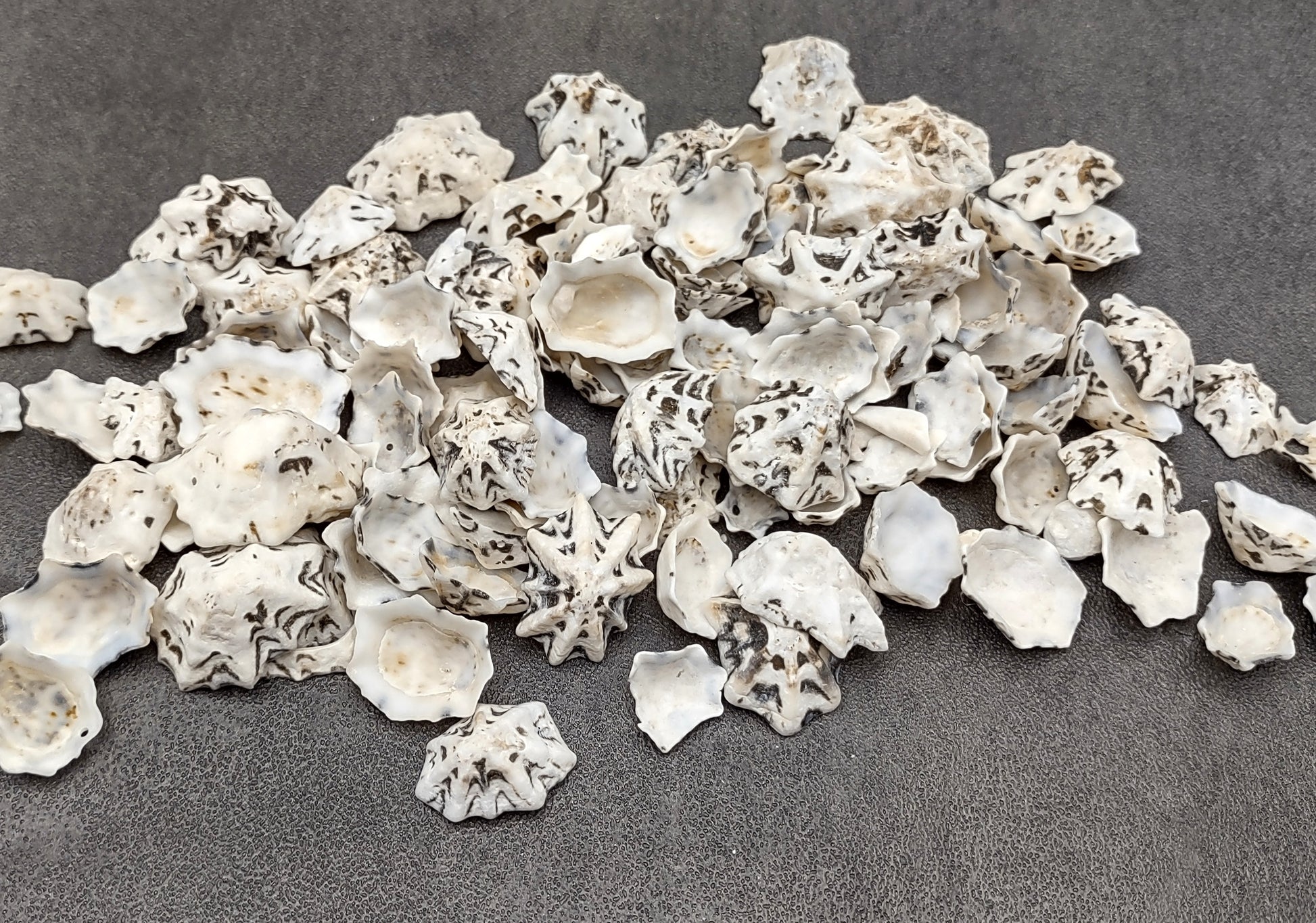 Star Limpet Seashells Pacific Sugar (appx. 47-50 pcs.) - (.5-1 inches) - Patelloida Saccharina. Multiple umbrella topper shaped shells with black accents. Copyright 2022 SeaShellSupply.com.