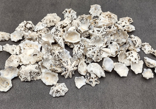 Star Limpet Seashells Pacific Sugar (appx. 47-50 pcs.) - (.5-1 inches) - Patelloida Saccharina. Multiple umbrella topper shaped shells with black accents. Copyright 2022 SeaShellSupply.com.