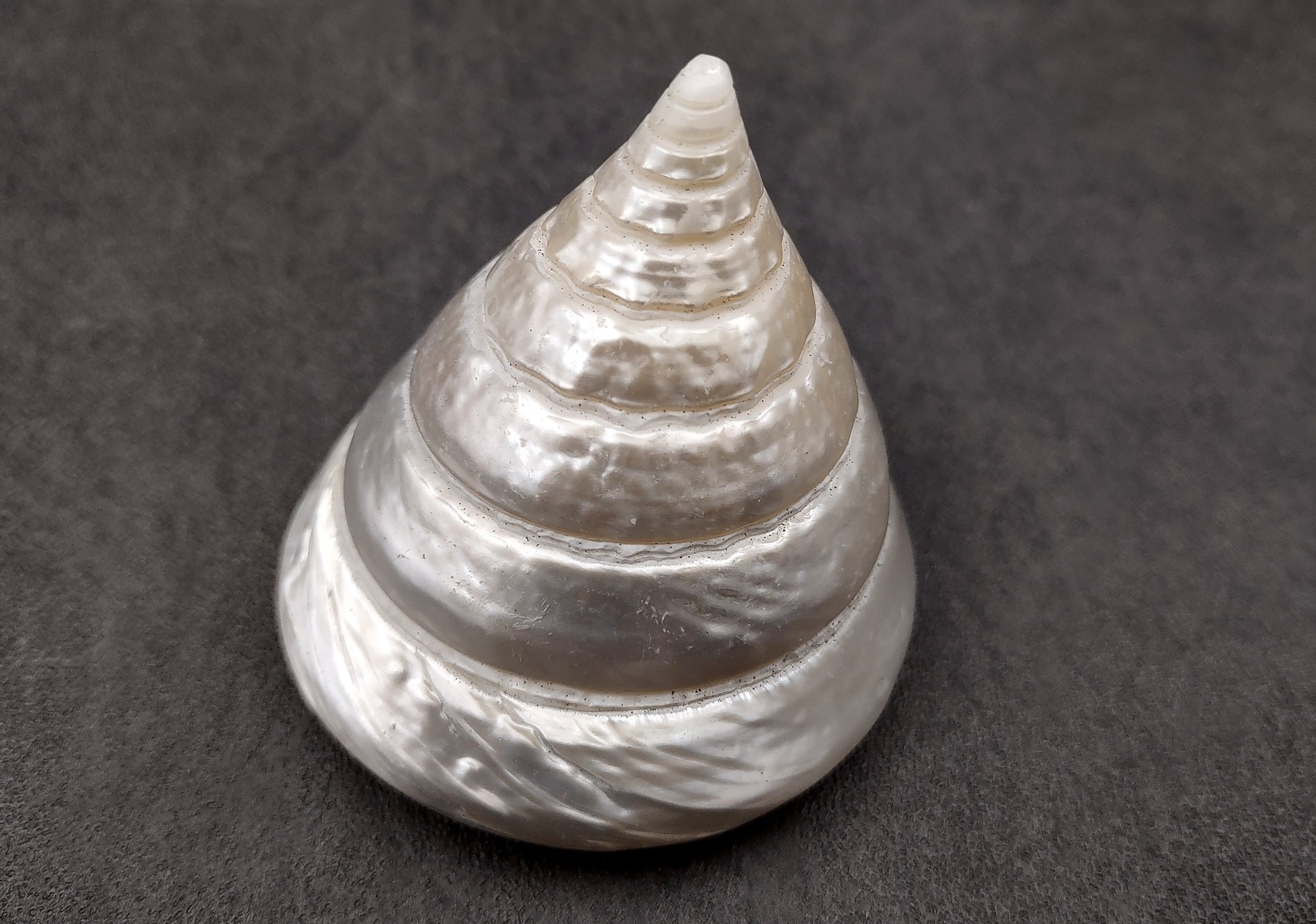 Polished Silver/Pearl Trochus Seashell (2-2.5 Inches) - Trochus Niloticus. One shiny bright spiral white shell with a wide opened base. Copyright 2024 SeaShellSupply.com.