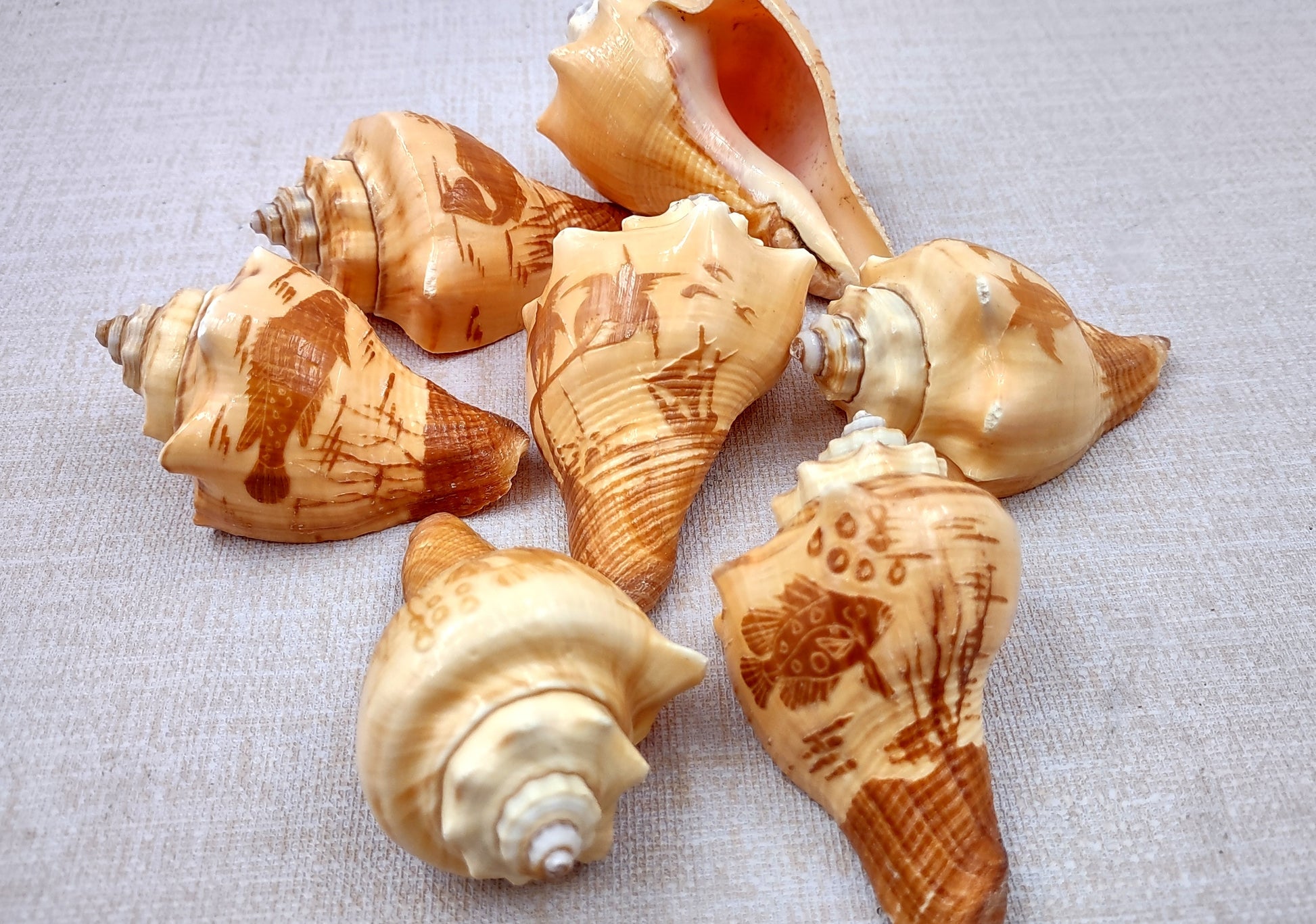 Carved Conch Seashell Decorative Set (3 shells approx. 3+ inches) Two fish and a sunset. Conch shell great for coastal crafting display & collecting! Tan shaded spiral shell. Copy right 2024 SeaShellSupply.com