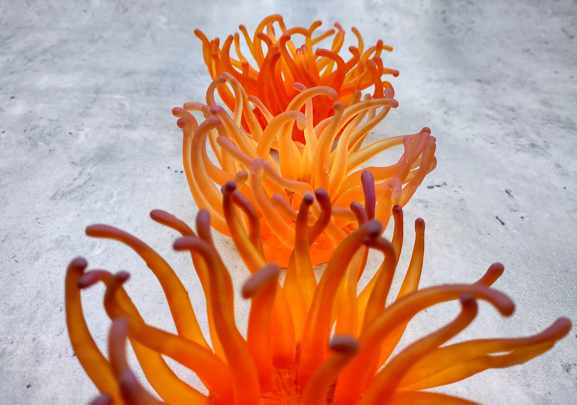 Orange/Yellow FAUX Anemone - Condylactis Gigantea - (1 FAKE Anemone approx. 5Wx2Dx5T inches) with pink tips, on light background. Copyright 2024 SeaShellSupply.com.