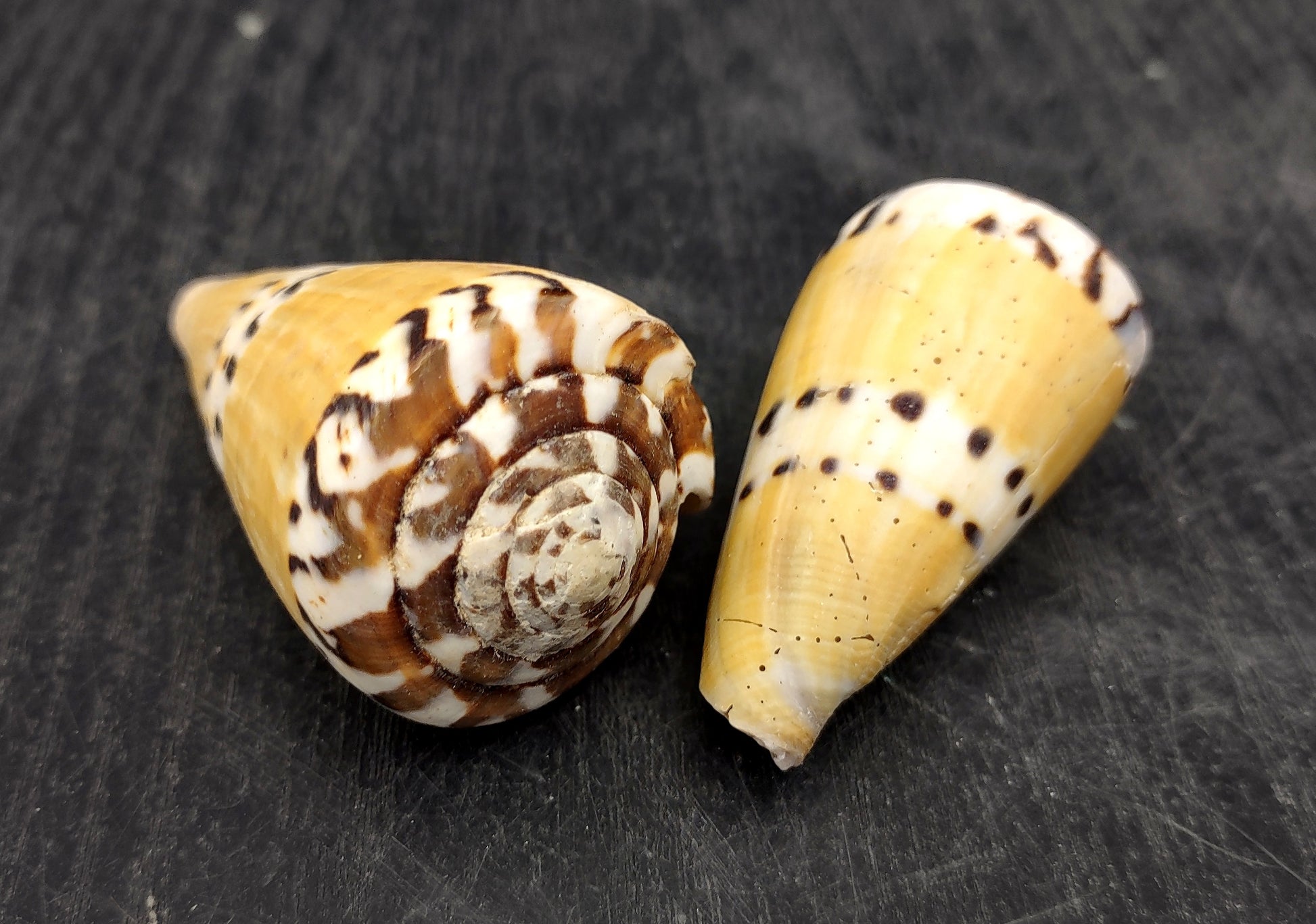 Captain Cone Seashells (2 pcs.) - (2-2.5 inches) - Conus Capitaneus. Cream to earthly colored shells with patterns along the spiral. Copyright 2024 SeaShellSupply.com.