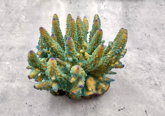 Aqua Blue FAUX Finger Staghorn Coral Acropora Humilis (1 FAKE Coral approx. 6Wx5Tx5D inches) Classic Coral for any collection or display!