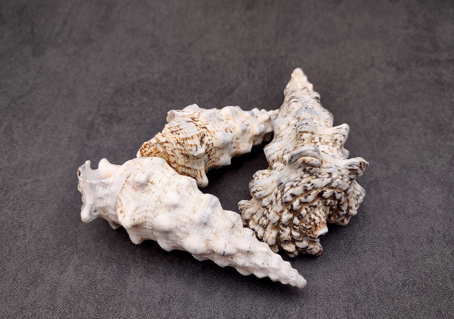 Knobby Cerithium Seashells (3 shells approx. 2+ inches) Adorable ocean sea shells for any coastal collection or display!