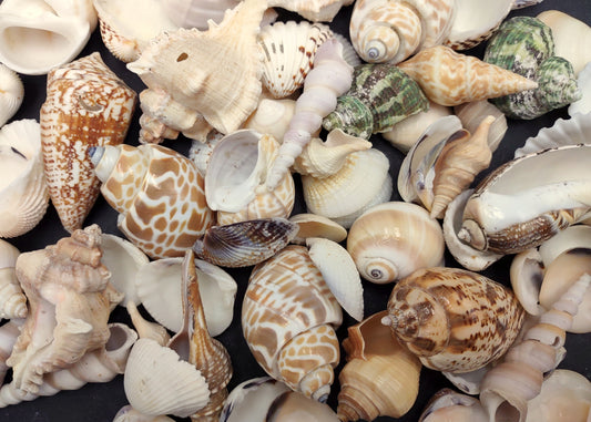 Indian Ocean Seashell Mix (approx. 1 kilogram 160+ shells 0.5-2+ inches) Great shells for coastal crafting and collections!