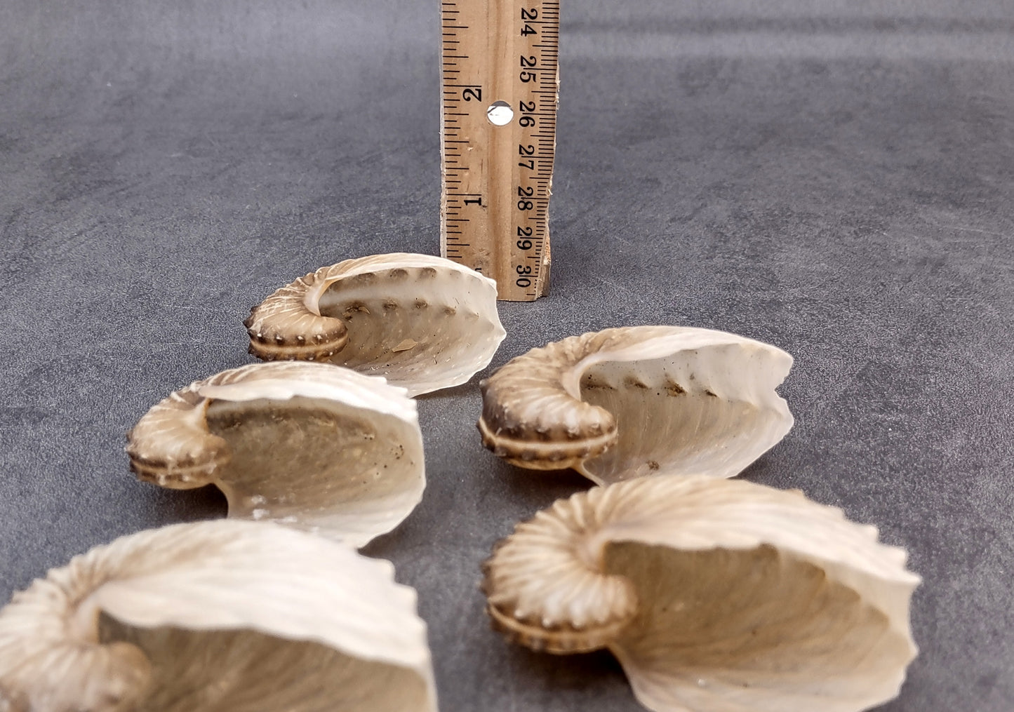 Brown Paper Nautilus Seashell Rare Argonauta Hians (1 shell approx. 2.25+ inches) Swell shells for coastal crafting decor & collections!