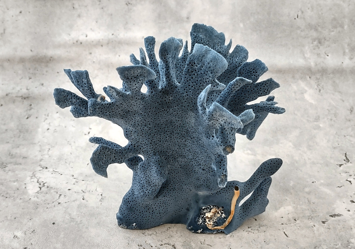Blue Coral Cluster - Heliopora Coerula - (1 coral cluster 5-7 inches). Blue and white coral set with multiple tiny holes. Copyright 2022 SeaShellSupply.com.