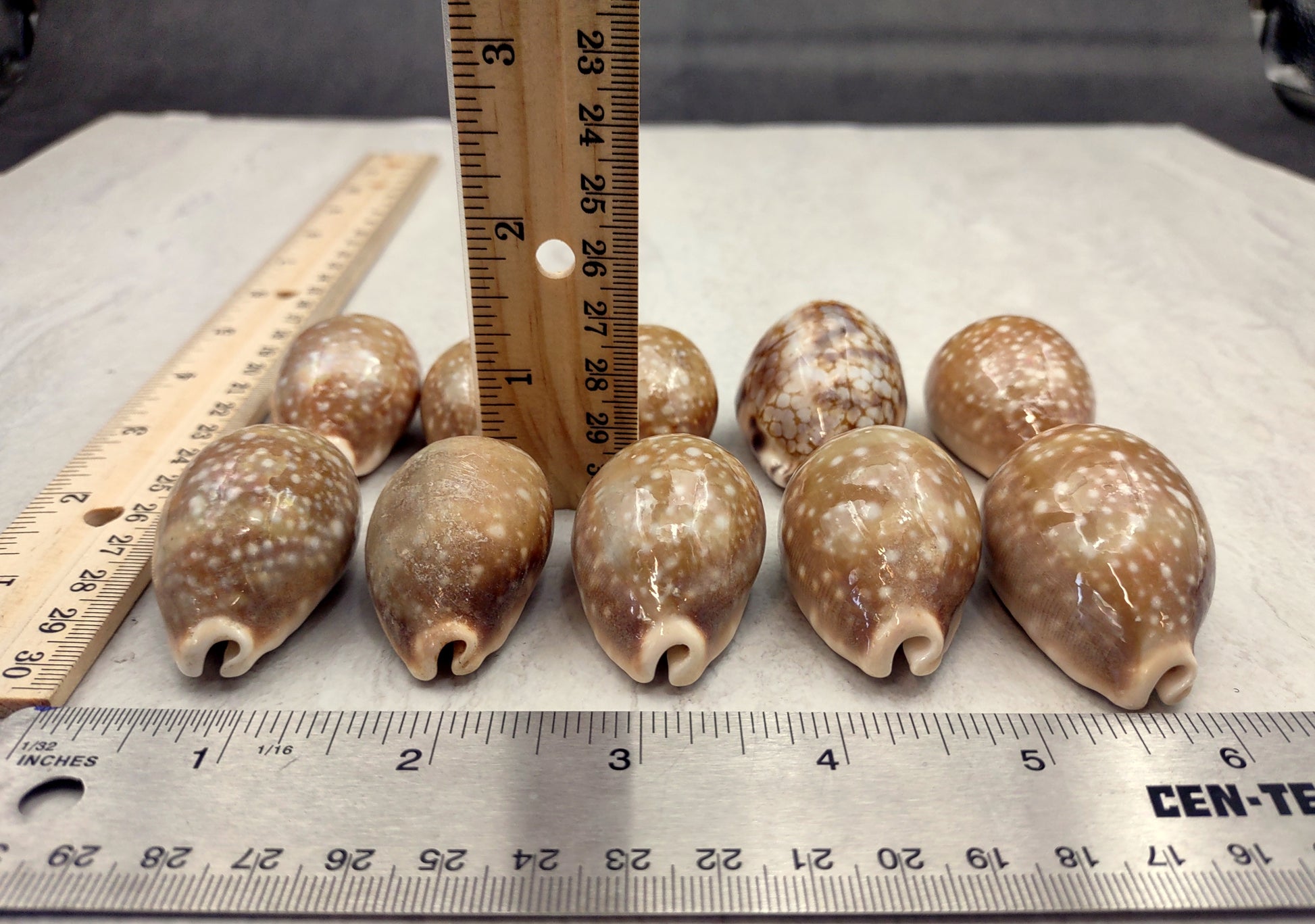 Calf Cowrie Shells - Cypraea Vitellus - (4 shells approx. 2 inches). multiple tan and white spotted shells with teal stripe in pile. Copyright 2022 SeaShellSupply.com.