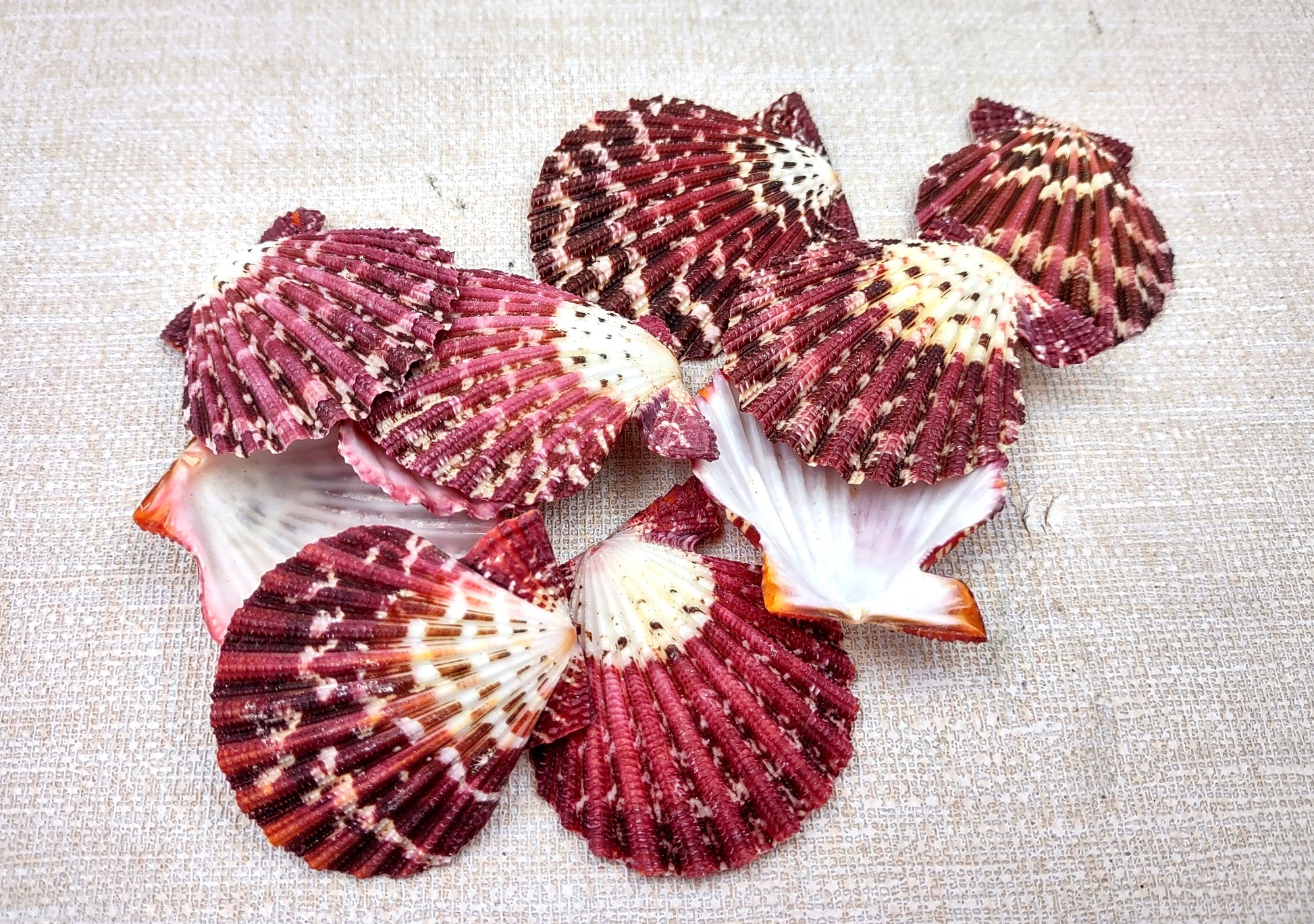 Royal Cloak Scallop Seashells - Pecten Pallium - (10 shells approx. 1-1.5 Inches) Pile of different shades of pink ribbed shells. Copyright 2024 SeaShellSupply.com.