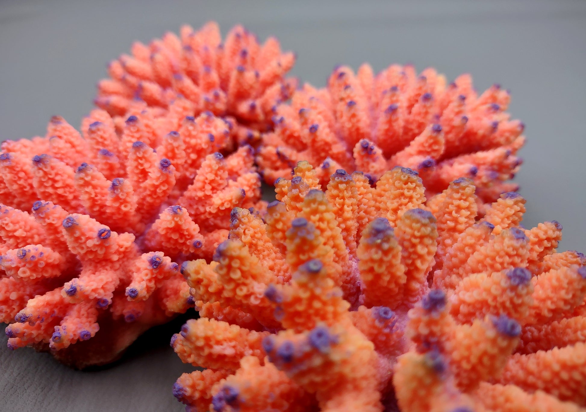 Orange FAUX Finger Coral Acropora Nasuta (1 FAKE Coral approx. 4Wx3Tx4D inches) Perfect coral for any coastal display! Orange round spike coral with a purple tip. Copyright 2024 SeaShellMart.com.