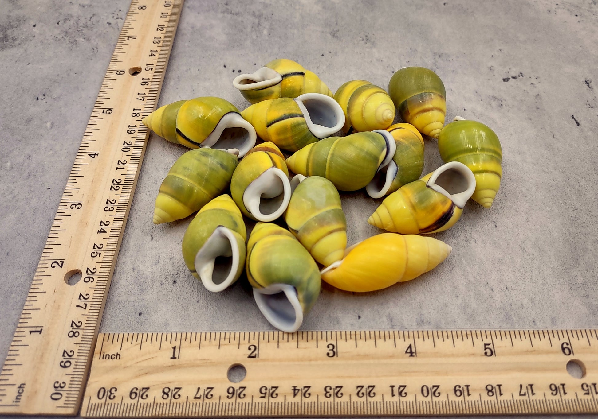 Yellow Land Snail Shells Amphidromus Sowerbyi (3 shells approx. 1.5+ inches). Three yellow and green spiral striped snail shells with white opening. Copyright 2022 SeaShellSupply.com.