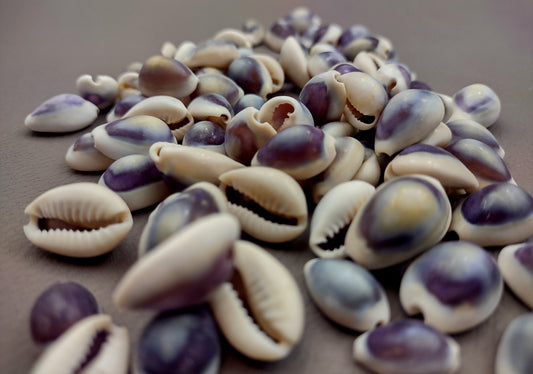 Purple Top Cowrie Seashells (appx. 47-50 pcs.) - Cypraea Annulus. Multiple purple and white ombre shells in pile. Copyright 2024 SeaShellSupply.com.