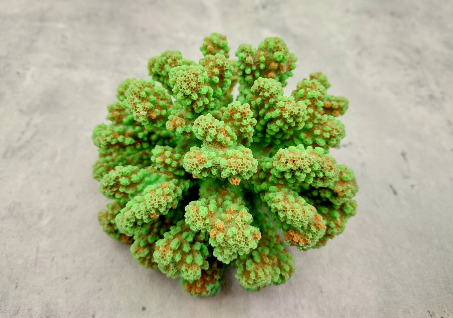 Green FAUX Cluster Coral - Pocillopora Elegans - 1 faux coral approx. 5Wx3Dx4T on light background Copyright 2024 SeaShellSupply.com.