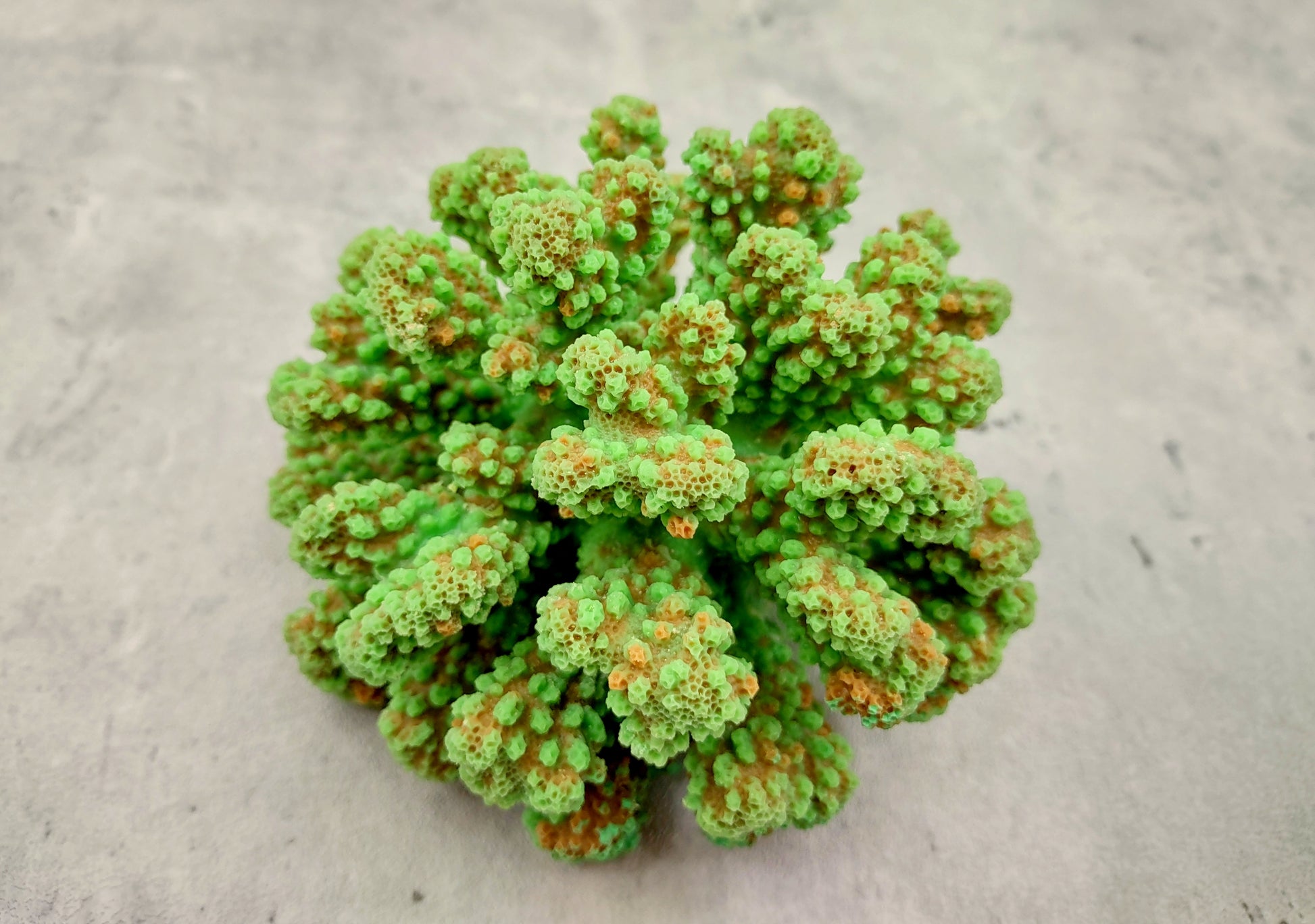 Green FAUX Cluster Coral - Pocillopora Elegans - 1 faux coral approx. 5Wx3Dx4T on light background Copyright 2024 SeaShellSupply.com.