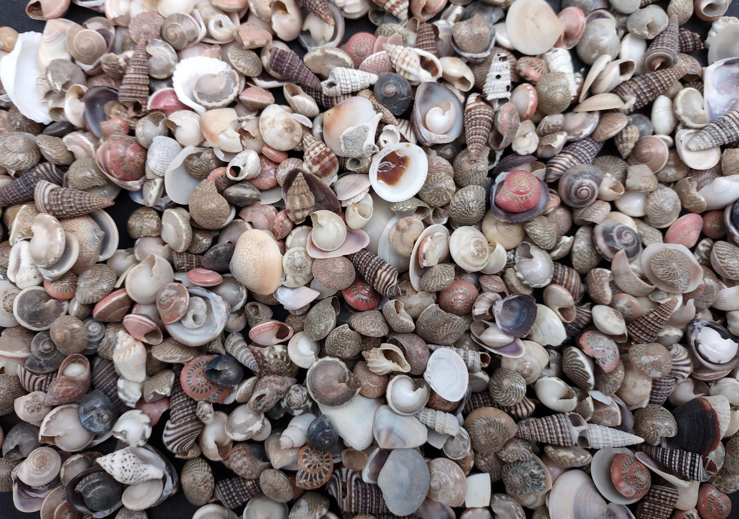 Tiny Seashell Assorted Ocean Mix For Crafts (approx. 1 cup 750+ shells 0.25+ inches) Special shells for coastal crafting and collections!