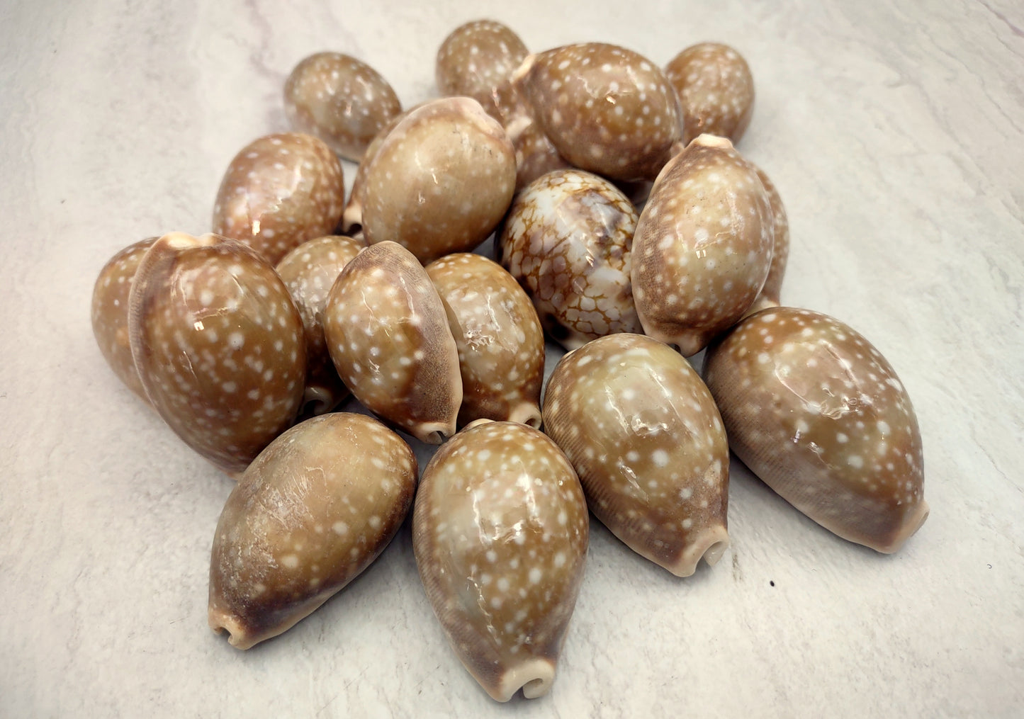 Calf Cowrie Shells - Cypraea Vitellus - (4 shells approx. 2 inches). multiple tan and white spotted shells with teal stripe in pile. Copyright 2022 SeaShellSupply.com.