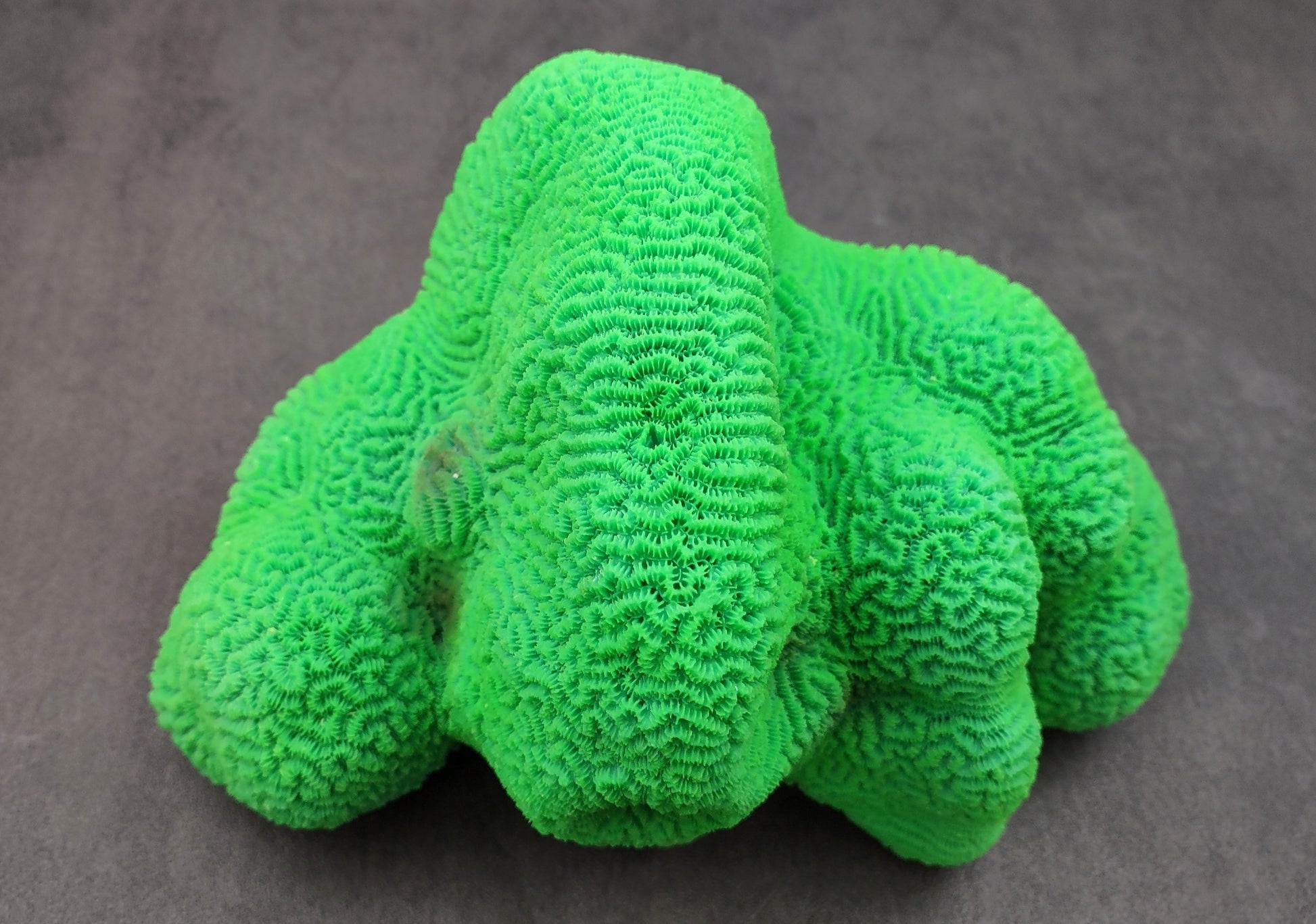 Bright Green FAUX Brain Coral - Lobophyllia Hemprichii - (1 FAUX Coral approx. 8.5x5x5.5 inches). Green almost squishy looking maze patterned coral known as brain coral. Copyright 2024 SeaShellSupply.com.