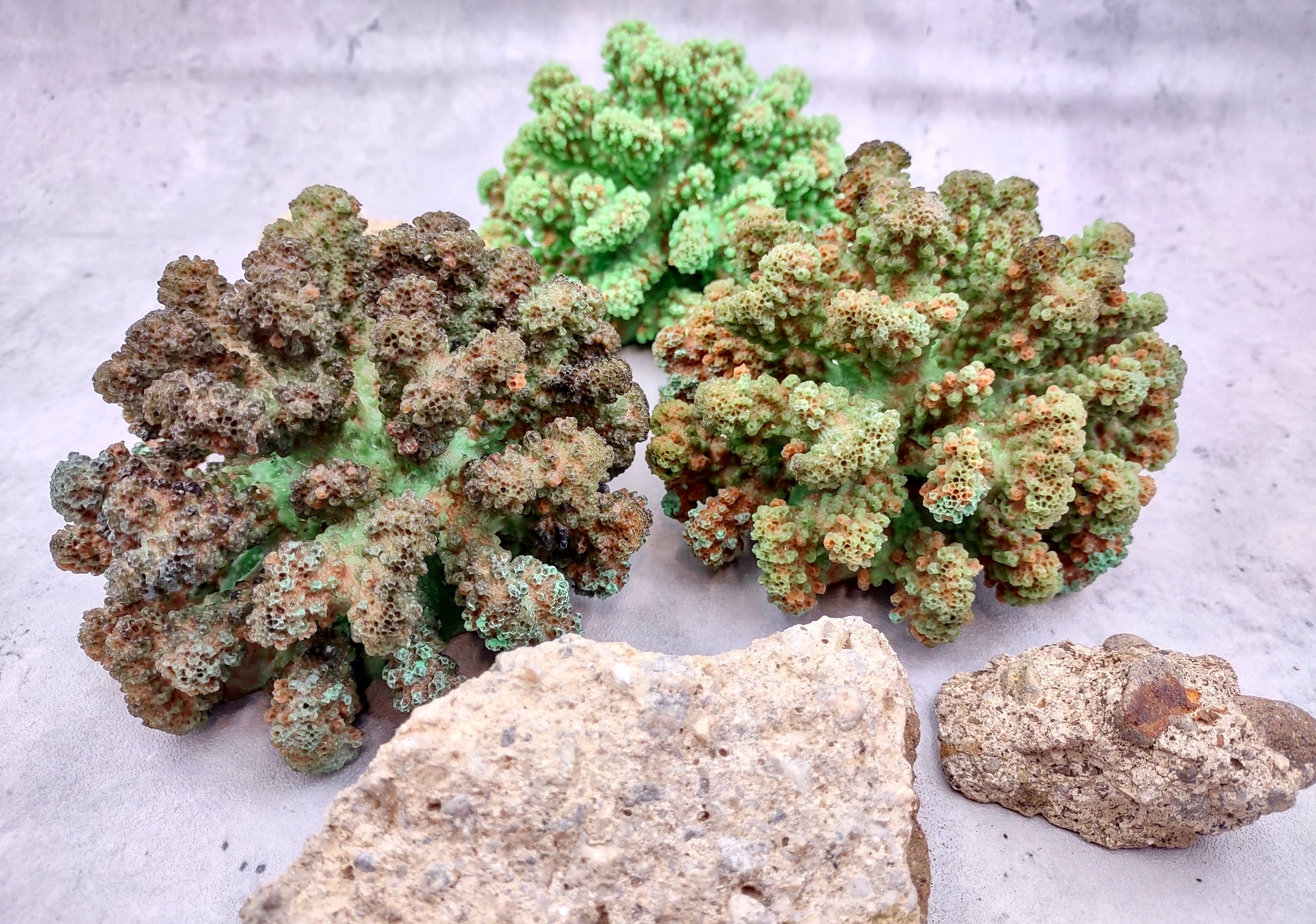 Green FAUX Cluster Coral - Pocillopora Elegans - 1 faux coral approx. 5Wx3Dx4T on light background Copyright 2024 SeaShellSupply.com.
