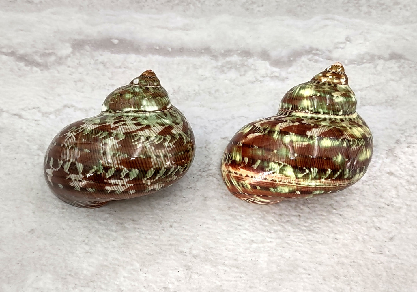 Tapestry Turbo Seashells Green Speckled Turbo Petholatus (2 shells approx. 2+ inches) Green Turbo Shells for hermit crab homes art & crafts!