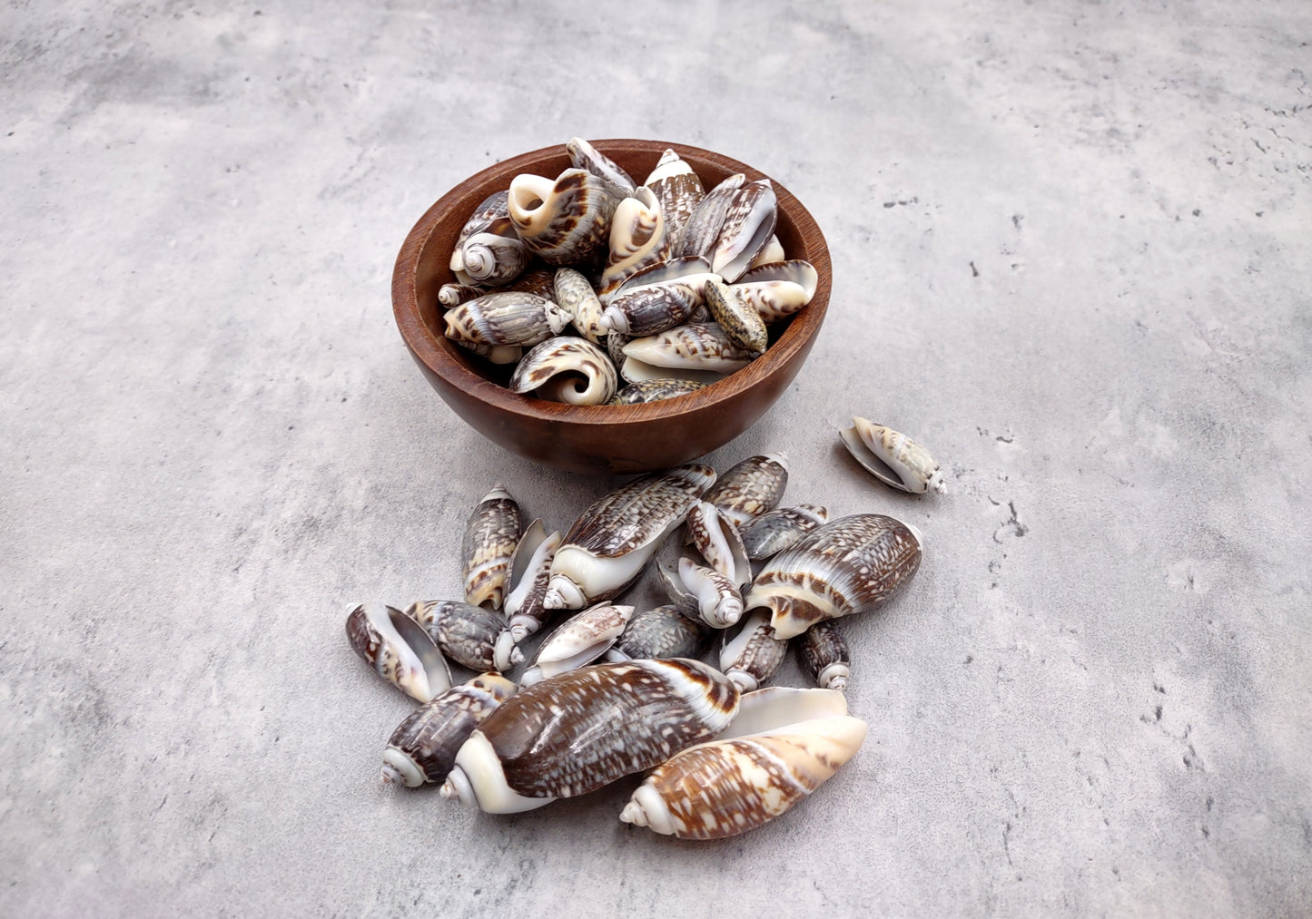 Dark Olive Seashell Assortment (approx. half cup 20+ shells 1-1.75+ inches) Great shells for coastal crafting and collections!