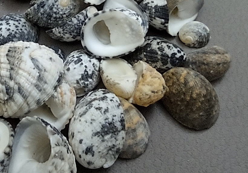 Nerite Shell Assortment (approx. 45-50 shells). Multiple earthly colored shells in a mixed pile, most have different patterns. Copyright 2022 SeaShellSupply.com.
