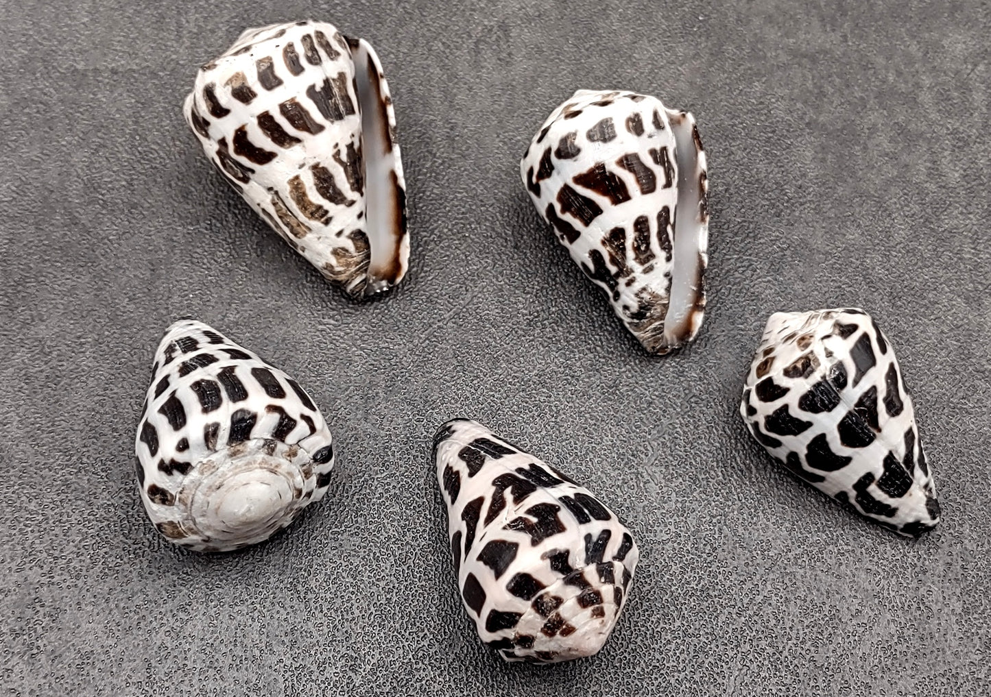 Polished Hebrew Cone Seashells (5 pcs.) - Conus Ebraeus