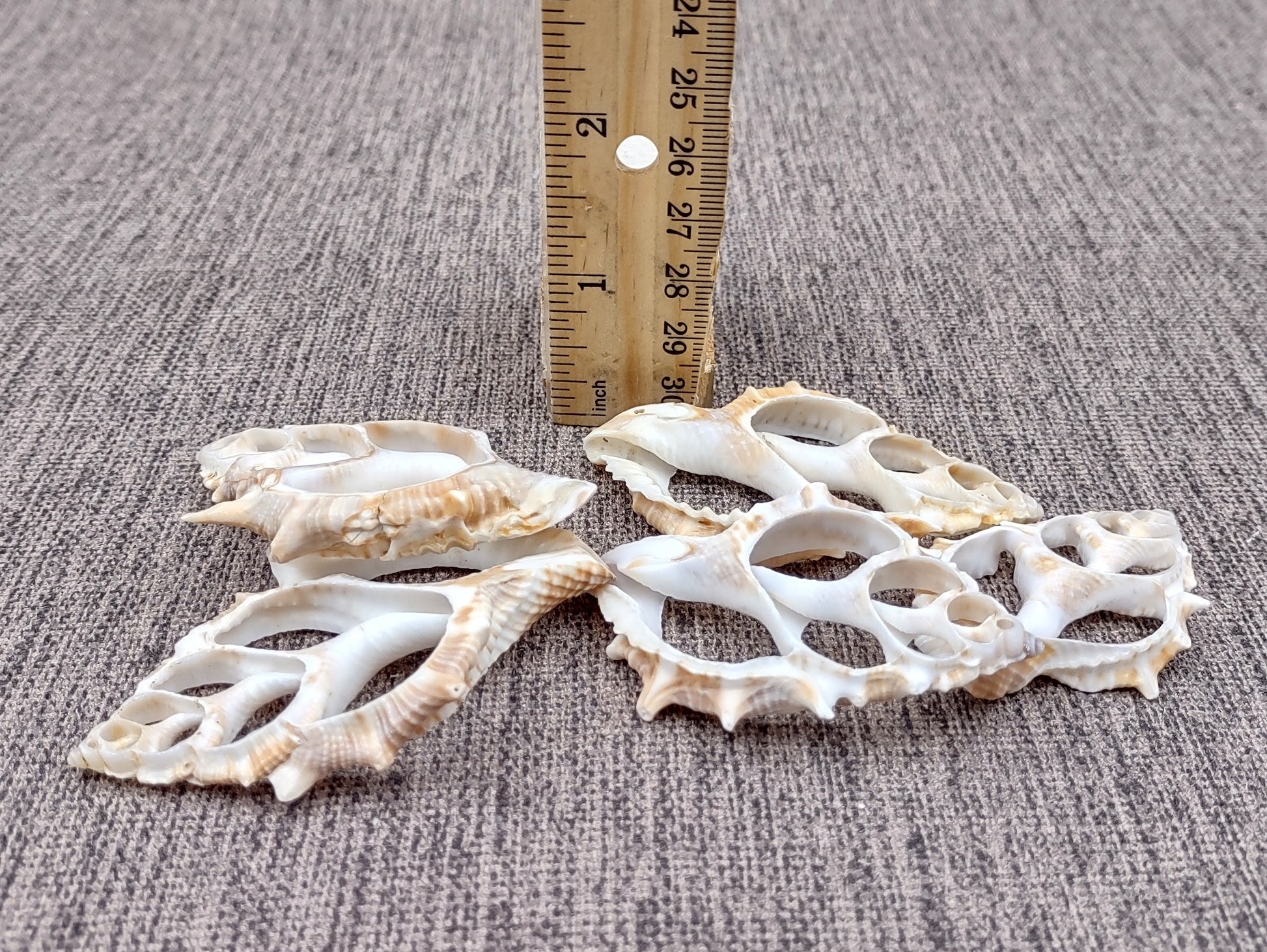 Frilled Frog Center Cut Shells - Bursa Rana - (5 shells approx. 1.5-3 inches). Multiple thin sheets of brown shaded shells laying down showing the inside cavities. Copyright 2022 SeaShellSupply.com.