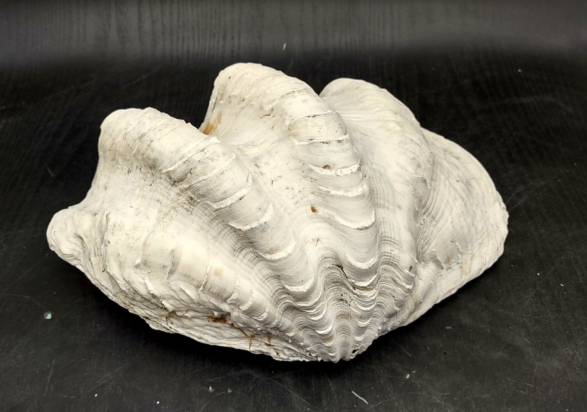 Giant clam shell individual specimen. Copyright 2024 SeashellSupply.com