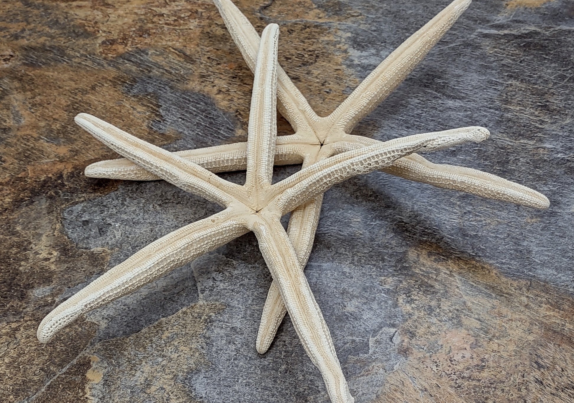 Finger Starfish Cream Linckia Laevigata (2 stars approx. 10-11+ inches) Perfect shells for coastal crafting décor & collections! Long tan textured starfish, perfect for crafting. Copyright 2024 SeaShellMart.com