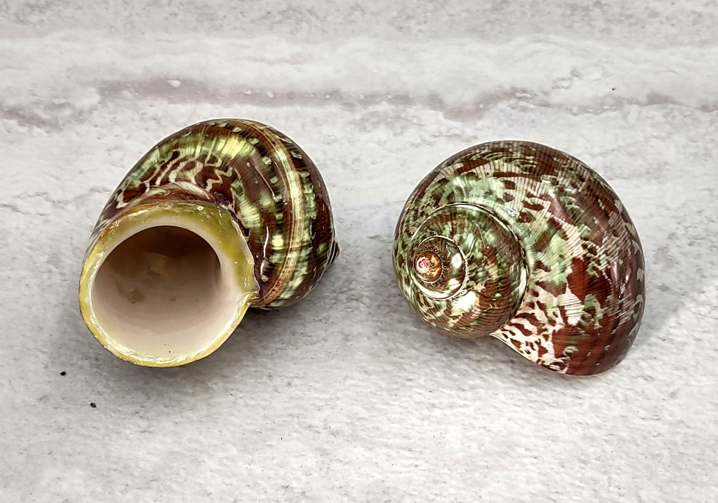 Tapestry Turbo Seashells Green Speckled Turbo Petholatus (2 shells approx. 2+ inches) Green Turbo Shells for hermit crab homes art & crafts!