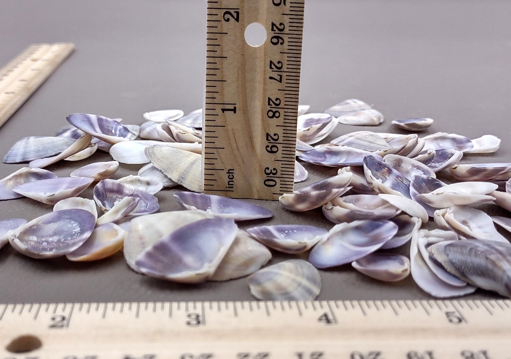 Purple/White Coquina Shells - Donax Variabilis - (1/2 cup approx. 80-100 shells .5-1 inch). Multiple purple and light pink ombre shells with a little white in a pile. Copyright 2022 SeaShellSupply.com.