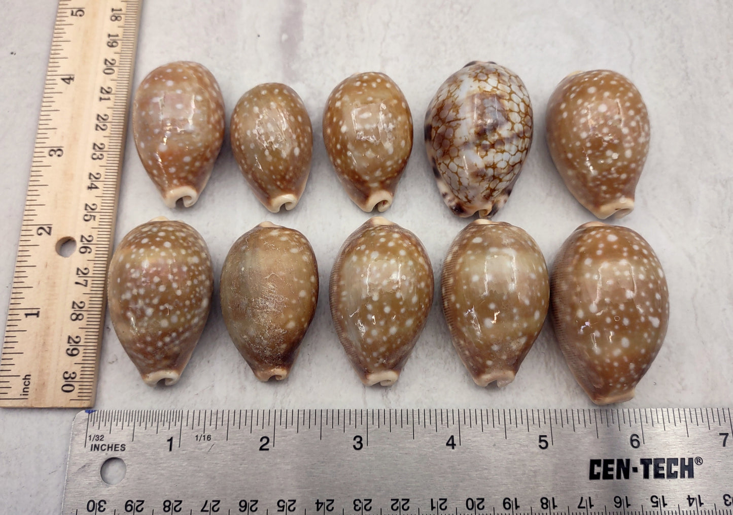 Calf Cowrie Seashells Cypraea Vitellus (5 shells approx. 2+ inches) Beautiful shells for any coastal crafting or décor!