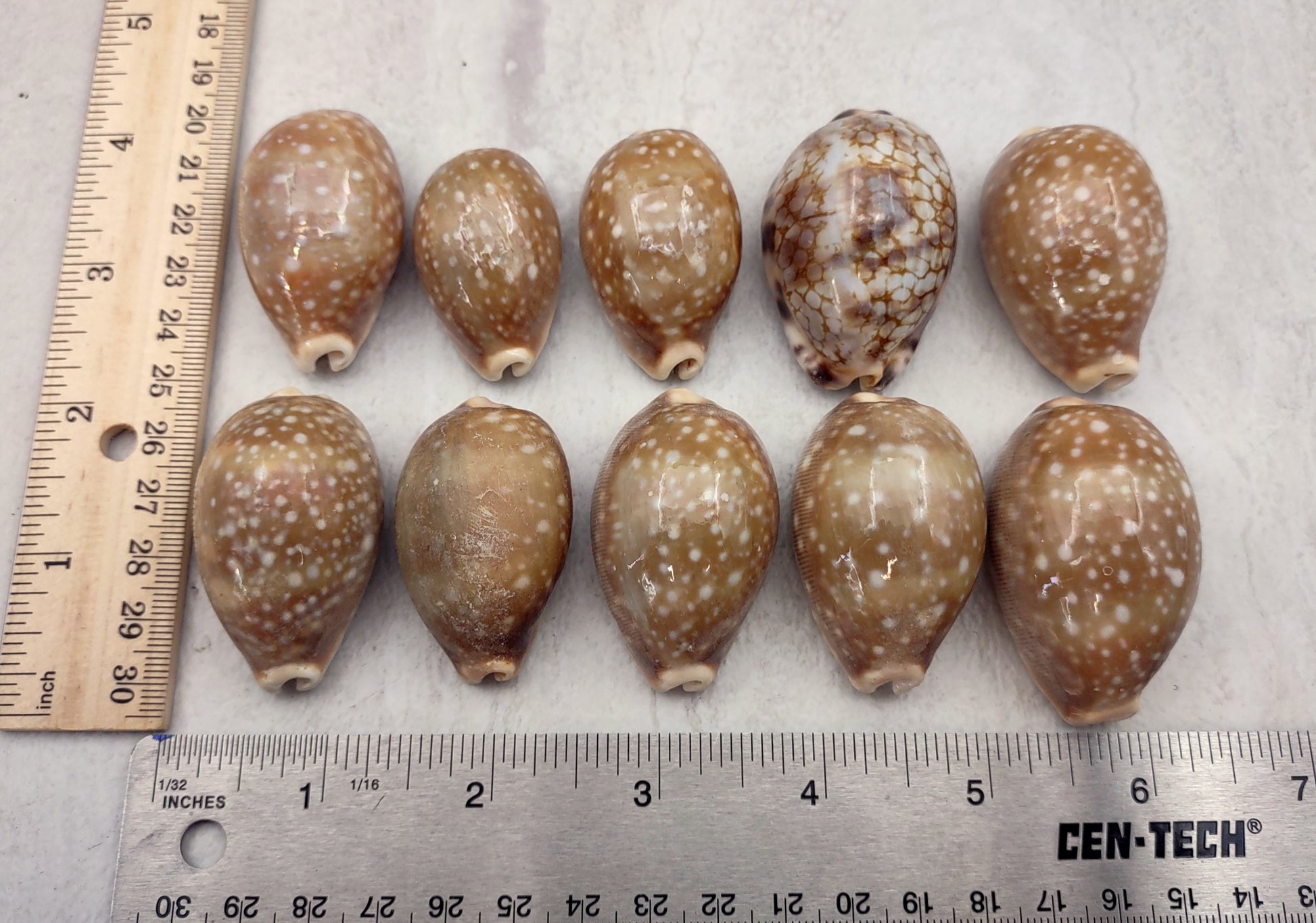 Calf Cowrie Shells - Cypraea Vitellus - (4 shells approx. 2 inches). multiple tan and white spotted shells with teal stripe in pile. Copyright 2022 SeaShellSupply.com.