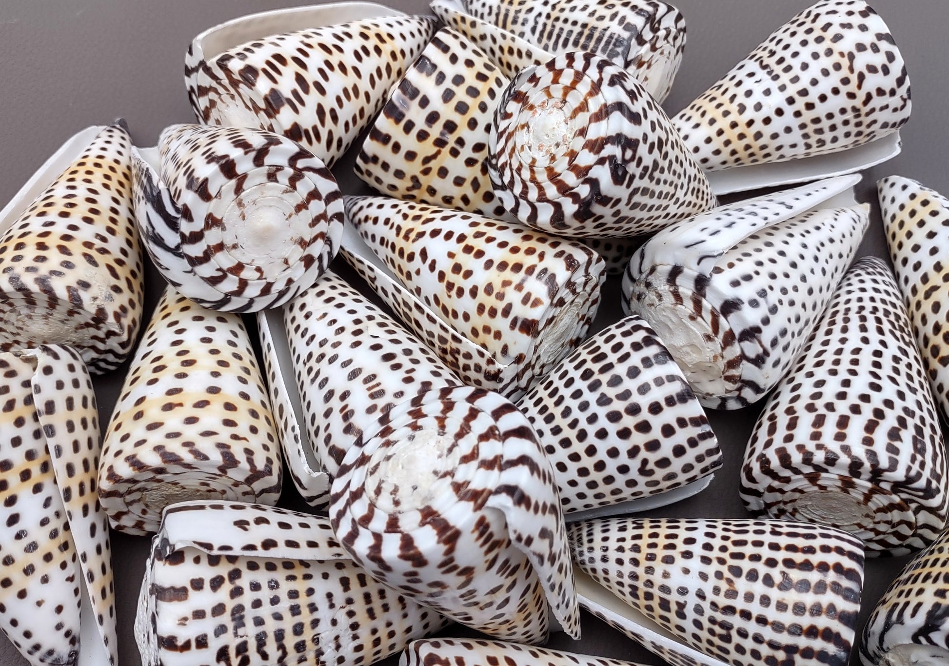Lettered/Alphabet Cone Seashell - Conus Litteratus - (1 shell approx. 3-4 inches). one multi row and spotted shell. Copyright 2022 SeaShellSupply.com.
