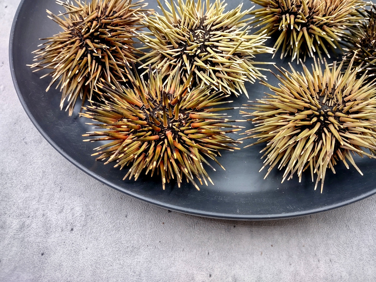 Burrowing Sea Urchin with Spines Echinometra Mathaei (2 urchins approx. 2.5+ inches) Natural Urchin Shell for display & collecting!