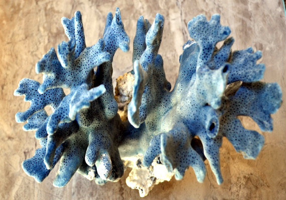 Blue Ridge Coral Cluster (1 coral 7-8+ inches) Great Blue coral cluster for any coastal collection or fun artistic display!