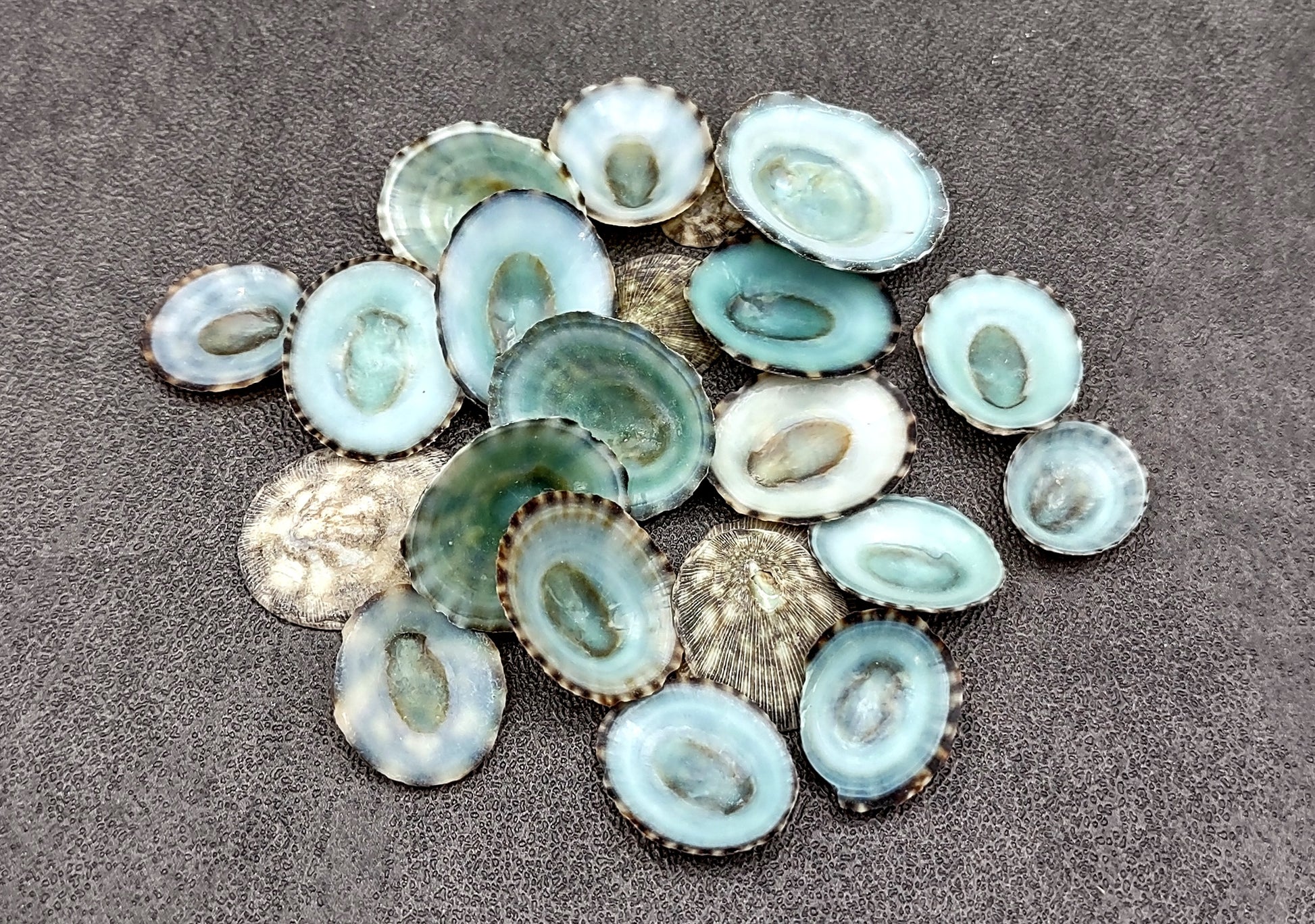 Green Limpet Seashells - Sutorria Mesoleuca - (approx. 20+ shells .5-1 inch)
Pile of small brown shell halves with greenish white interior.
Copyright 2022 SeaShellSupply.comv