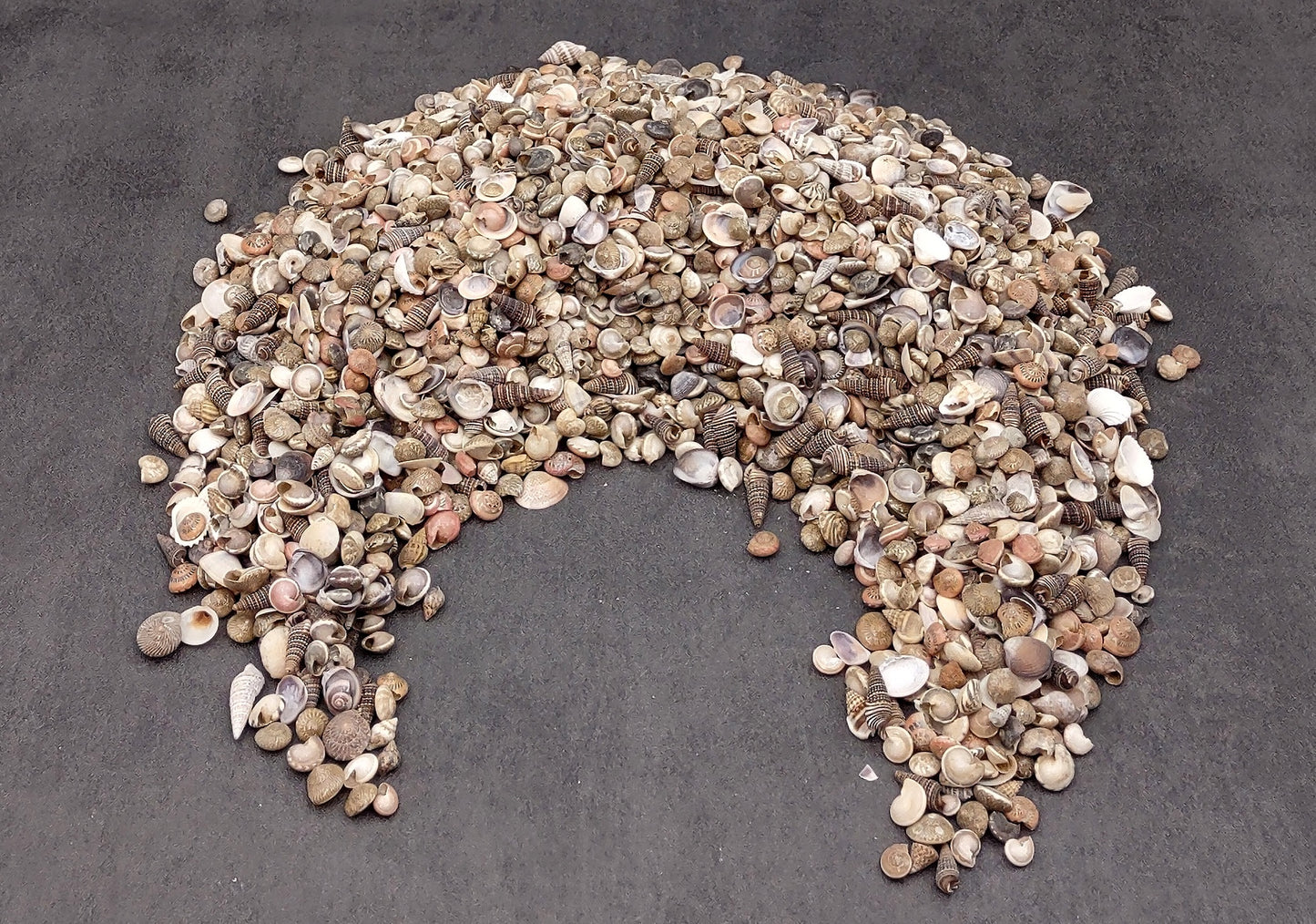 Tiny Seashell Assorted Ocean Mix For Crafts (approx. 1 kilogram 0.25+ inches) Great shells for coastal crafting and collections!