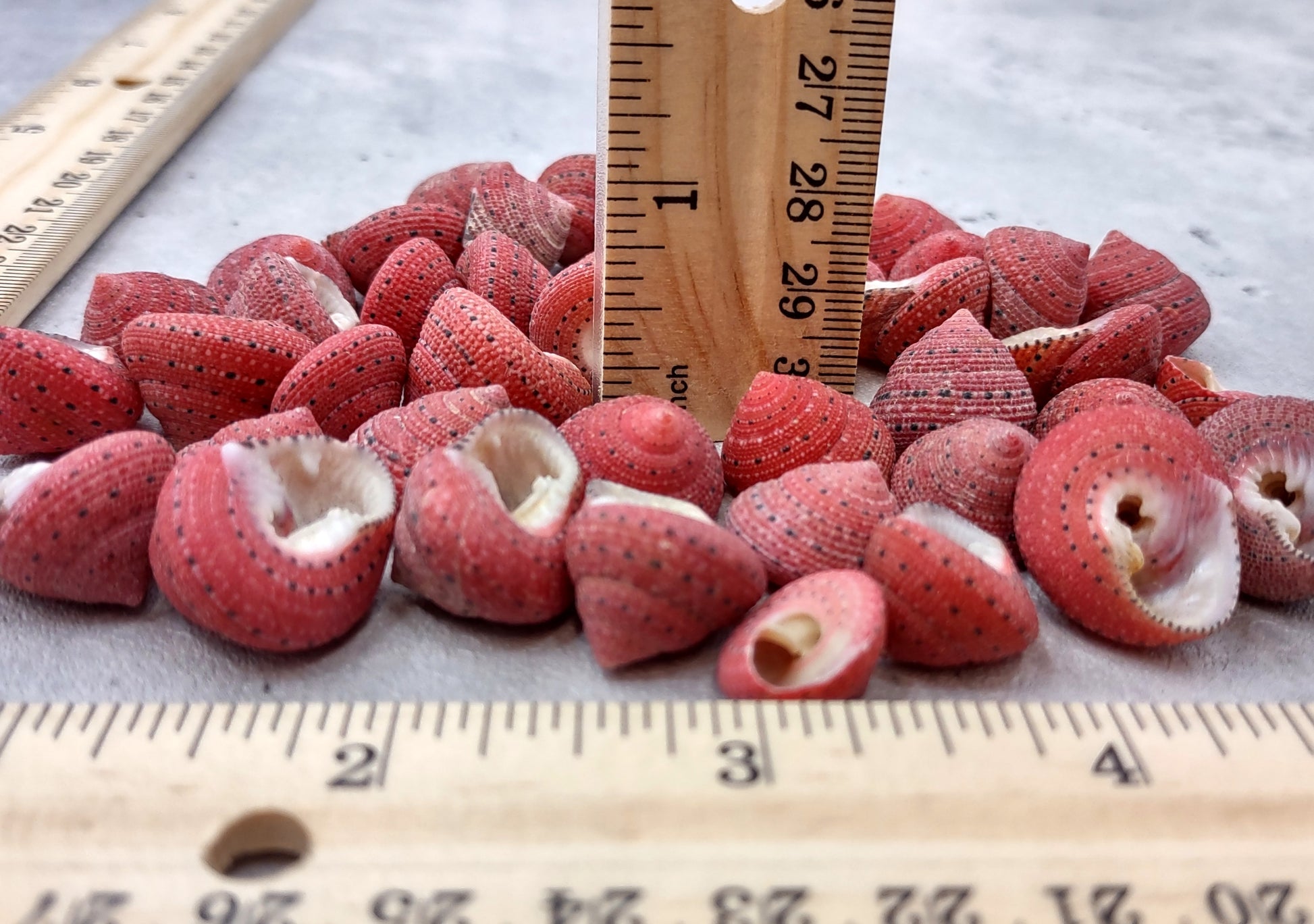 Strawberry Top Seashells (5 pcs.) - Clanculus Puniceus. Very beautifully brightly colored strawberry shell. Copyright 2022 SeaShellSupply.com.