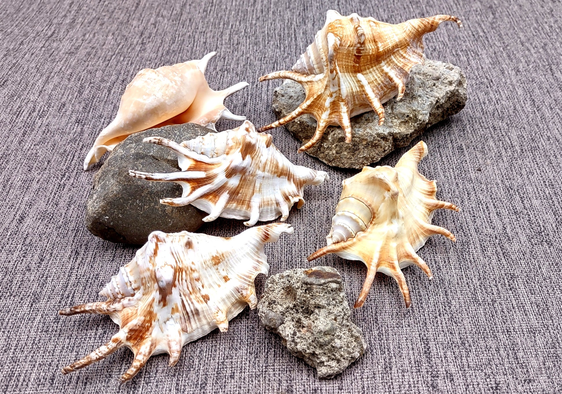 Spider Conch Seashell (4-5 inches) - Lambis Lambis (JS-033). White shell with spikes and some brown spots. Copyright 2024 SeaShellSupply.com.