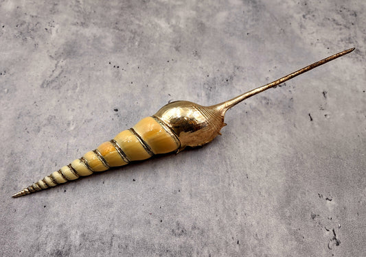 Silver-Plated Shin-Bone Tibia - Tibia Fuscus - (1 Shell approx. 6+ inches) Copyright 2024 SeaShellSupply.com