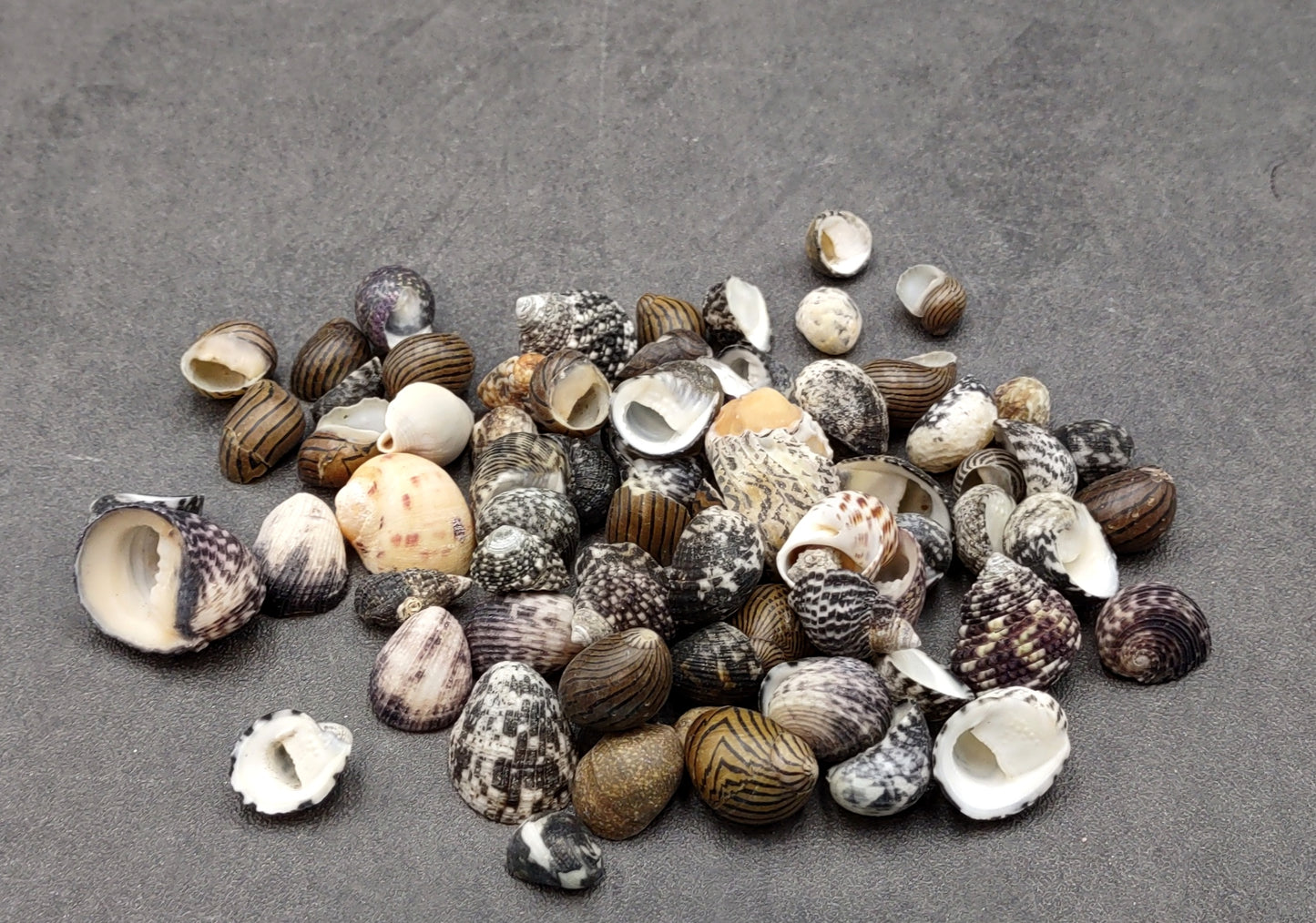 Nerite Seashell Assortment (approx. half cup 45+ shells 0.5+ inch) Great shells for coastal crafting and collections!
