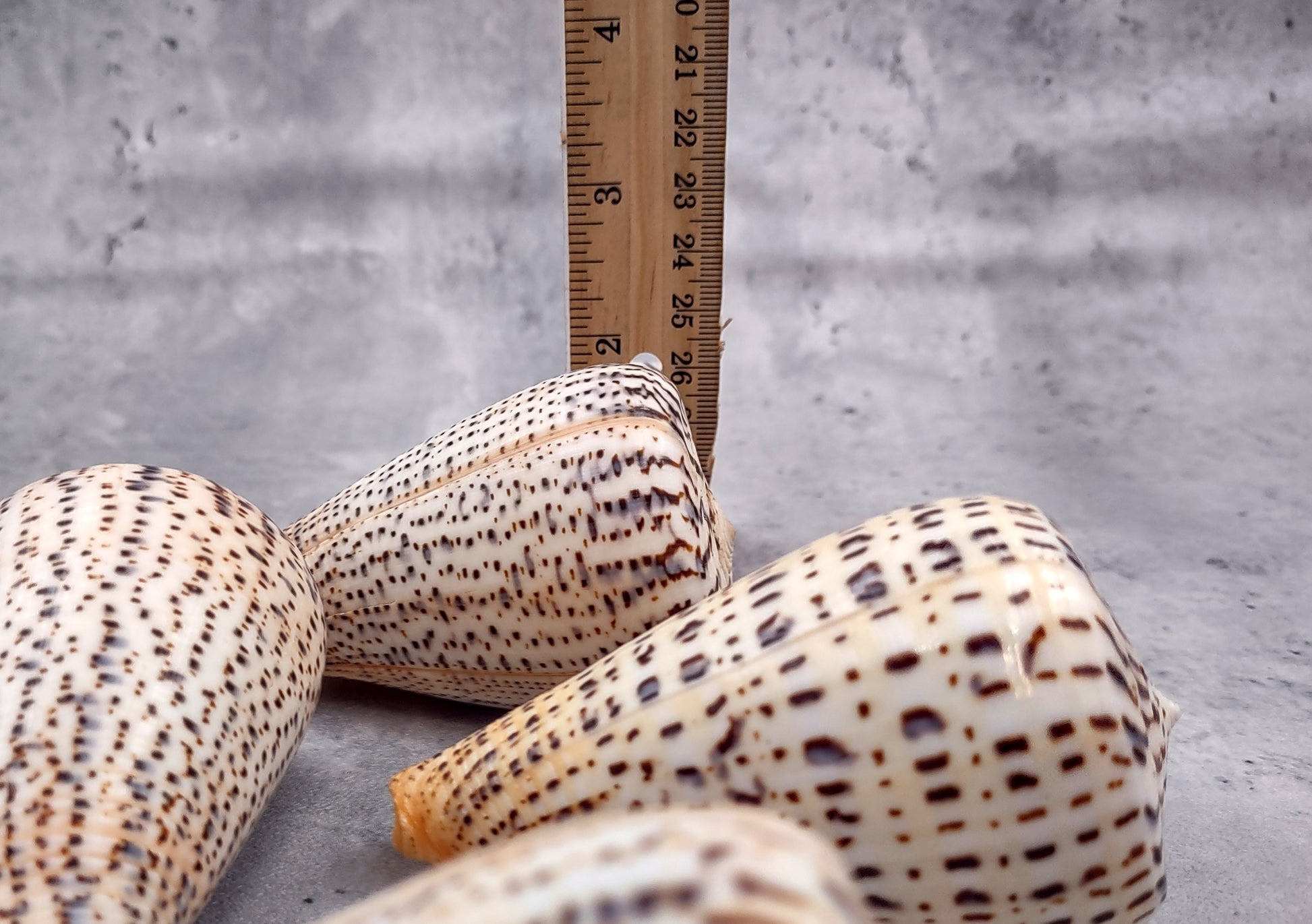 Suratan Cone Seashell (3 inch) - Conus Suratensis. Mainly white shells with black spots, one sitting to show the design and one to show the opening. Copyright 2024 SeaShellSupply.com.
