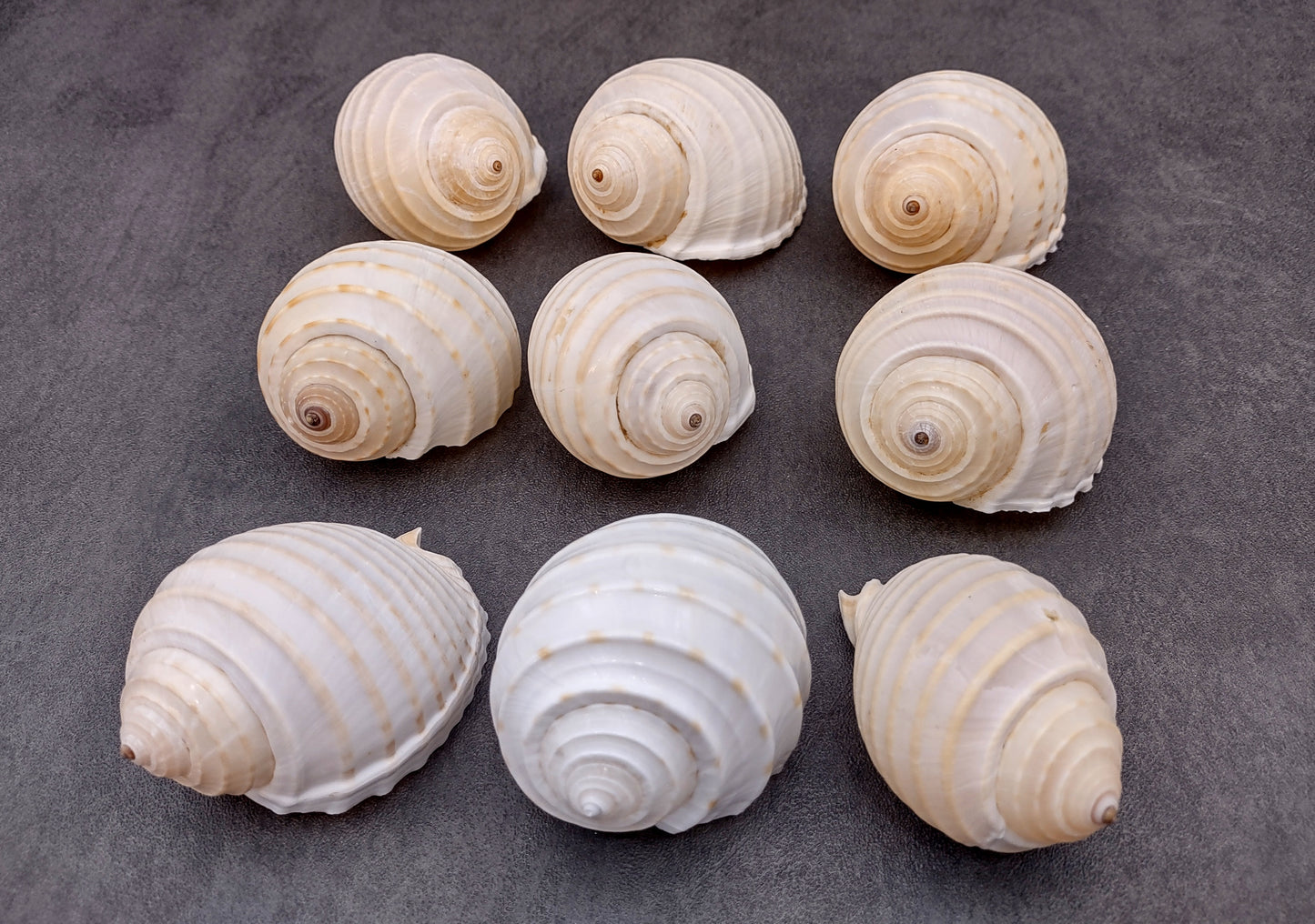 Costate Tun Seashells Tonna Allium (3 shells approx. 2+ inches) Great shells for coastal crafting décor & collections!