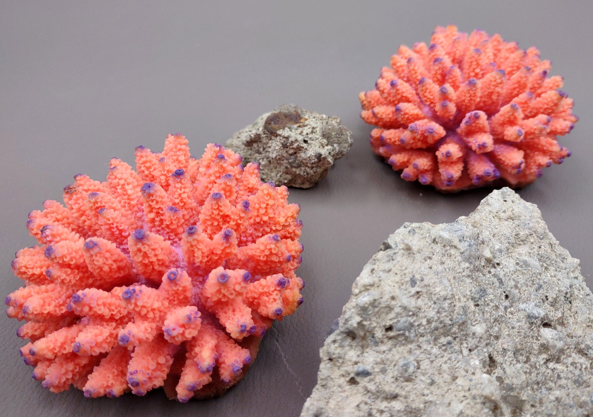 Orange FAUX Finger Coral Acropora Nasuta (1 FAKE Coral approx. 4Wx3Tx4D inches) Perfect coral for any coastal display! Orange round spike coral with a purple tip. Copyright 2024 SeaShellMart.com.