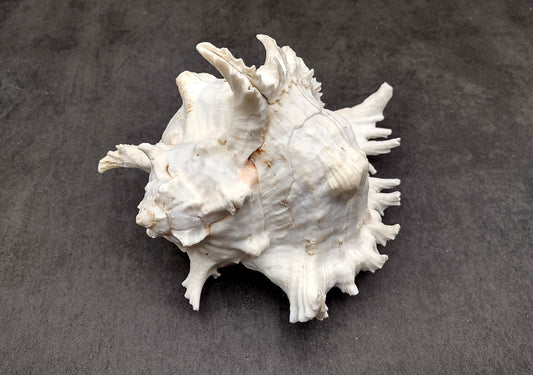 Ramose Murex Seashell Chicoreus Ramosus (1 shell approx. 7+ inches) Great shells for coastal crafting décor & collections!