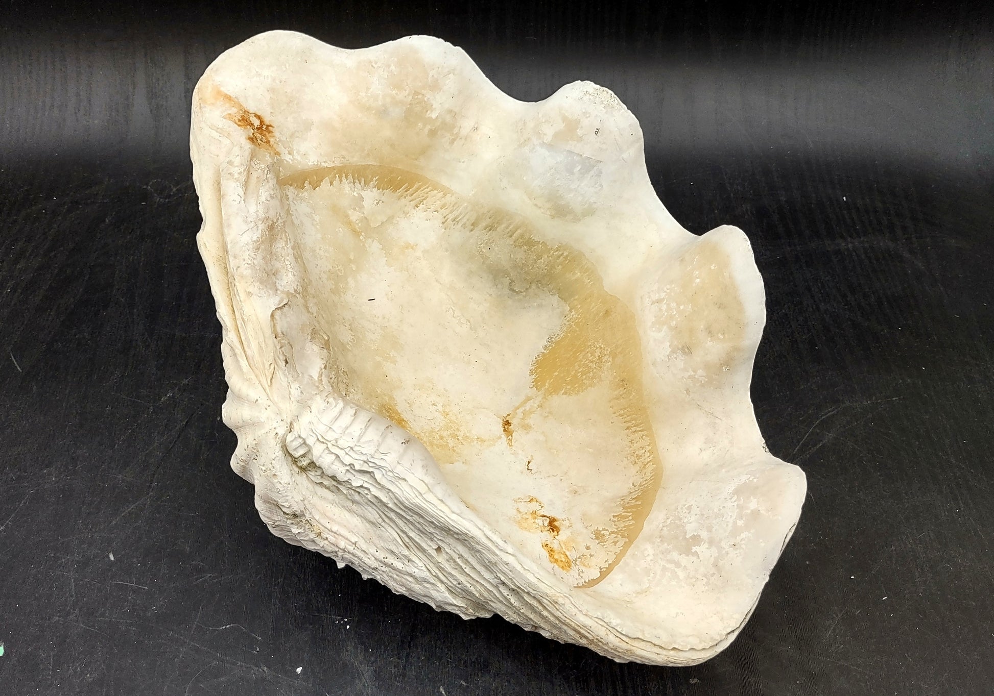 Giant clam shell individual specimen. Copyright 2024 SeashellSupply.com