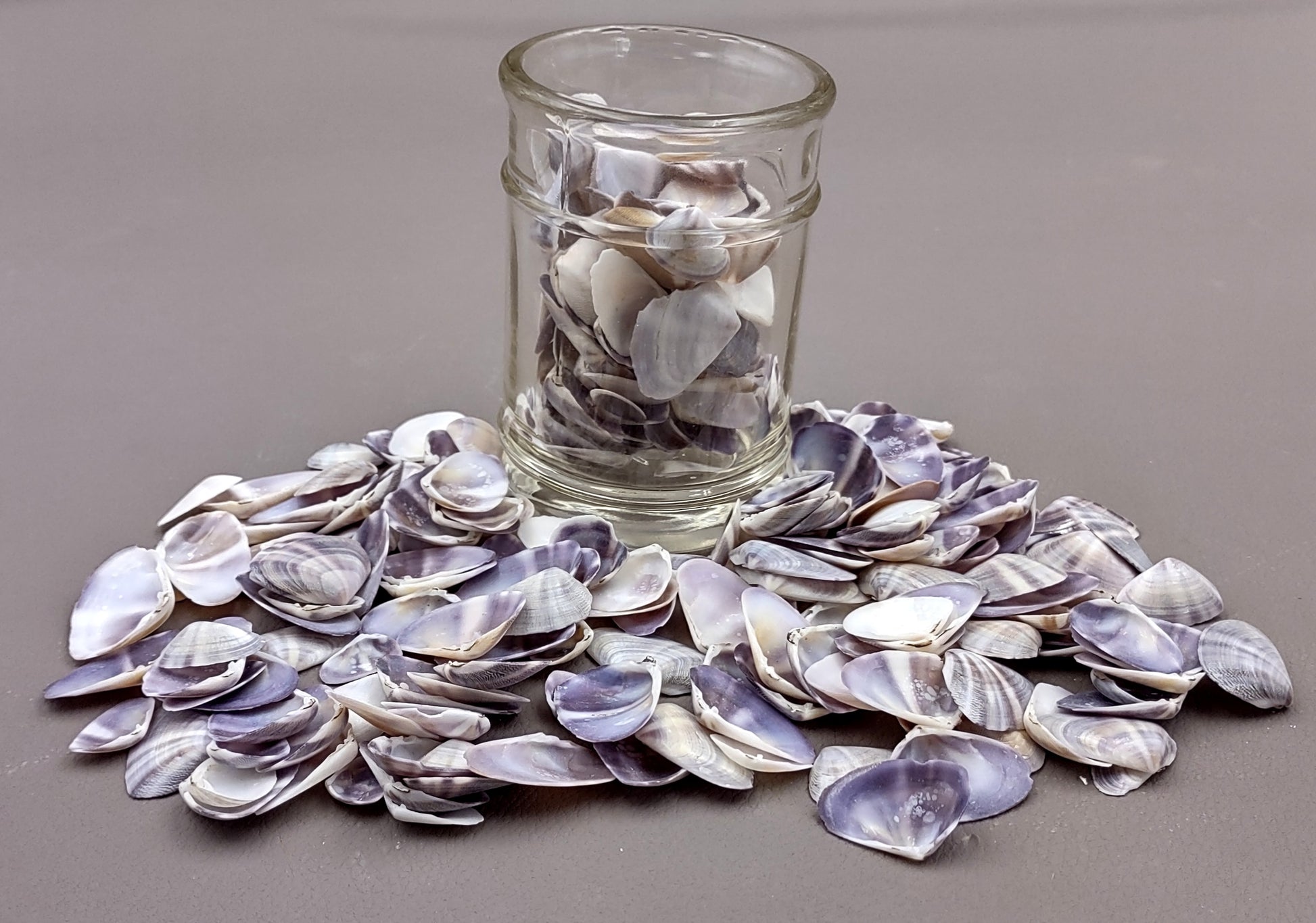 Purple/White Coquina Shells - Donax Variabilis - (1/2 cup approx. 80-100 shells .5-1 inch). Multiple purple and light pink ombre shells with a little white in a pile. Copyright 2022 SeaShellSupply.com.