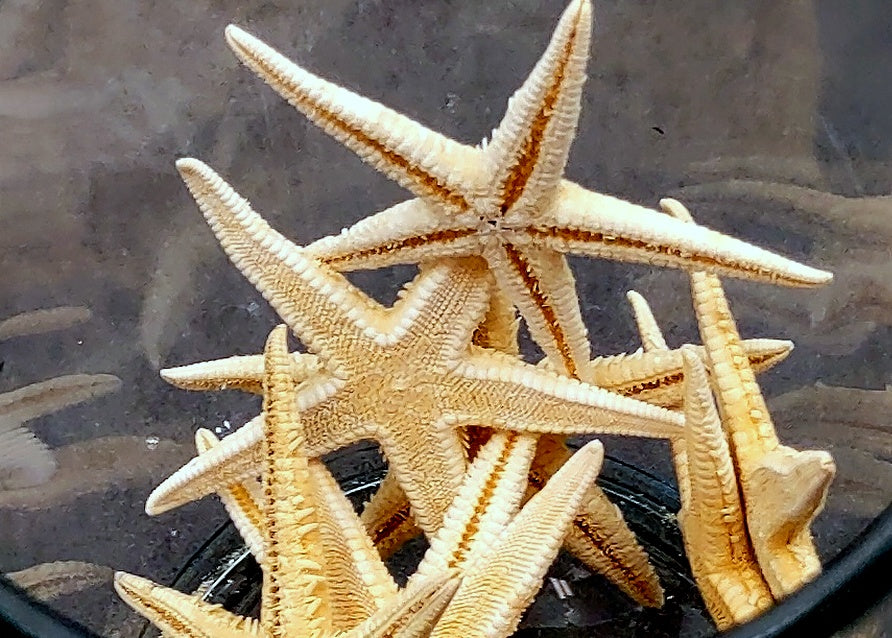 Philippine Spiny Starfish Marthasterias Glacialis (5 starfish approx. 2+ inches) Great for coastal crafting décor & collections!